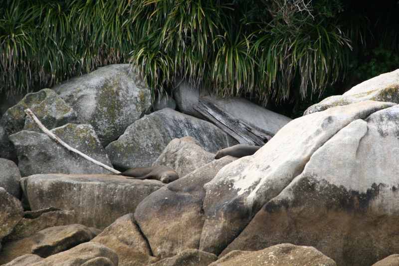 Nieuw-Zeeland 2011 - 0999